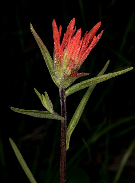 Castilleja linarifolia 18-9341.jpg